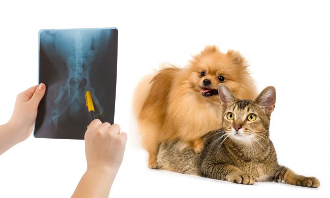 calculos renales en perros y gatos