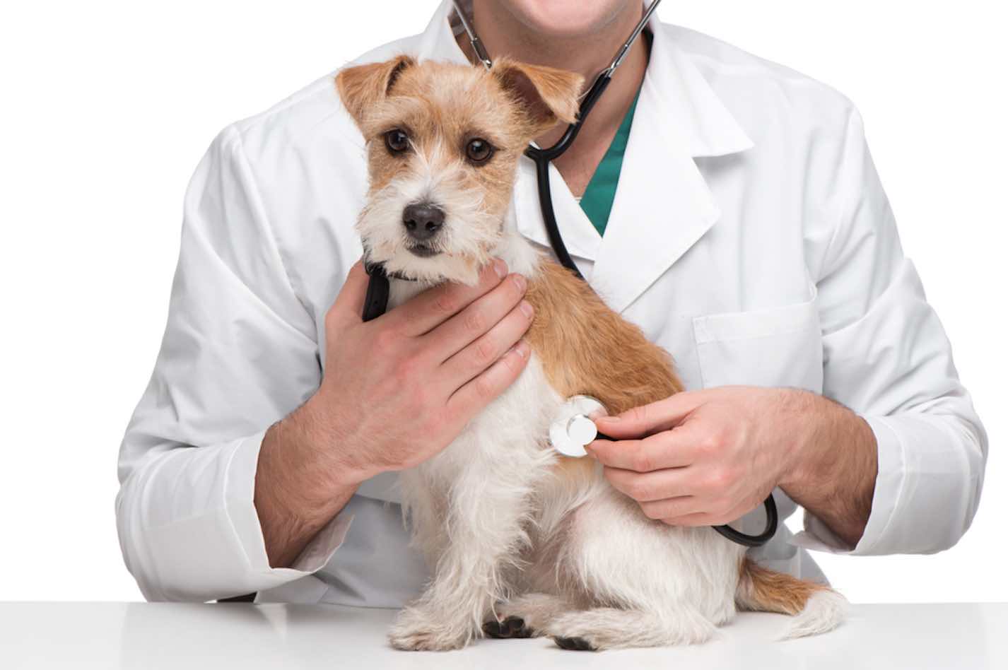 fosfatasa alcalina elevada en perros