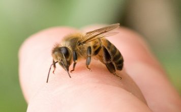 Cómo curar una picadura de abeja