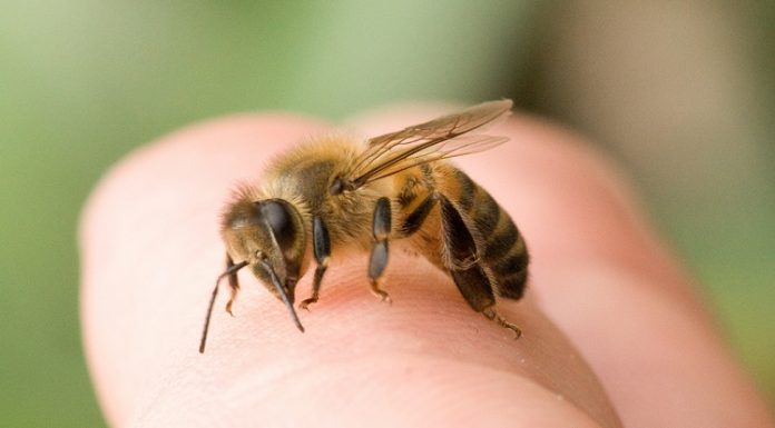 Cómo curar una picadura de abeja