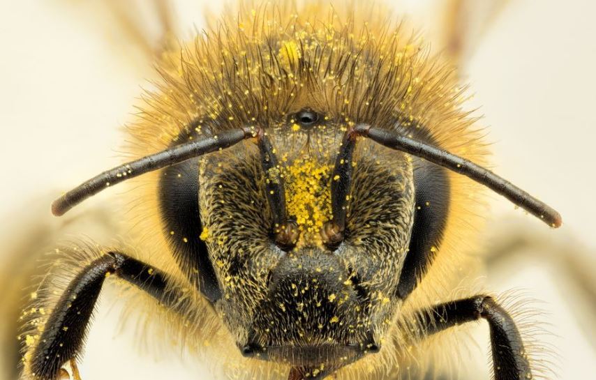 picadura de abeja tratamiento picadura de abeja tratamiento