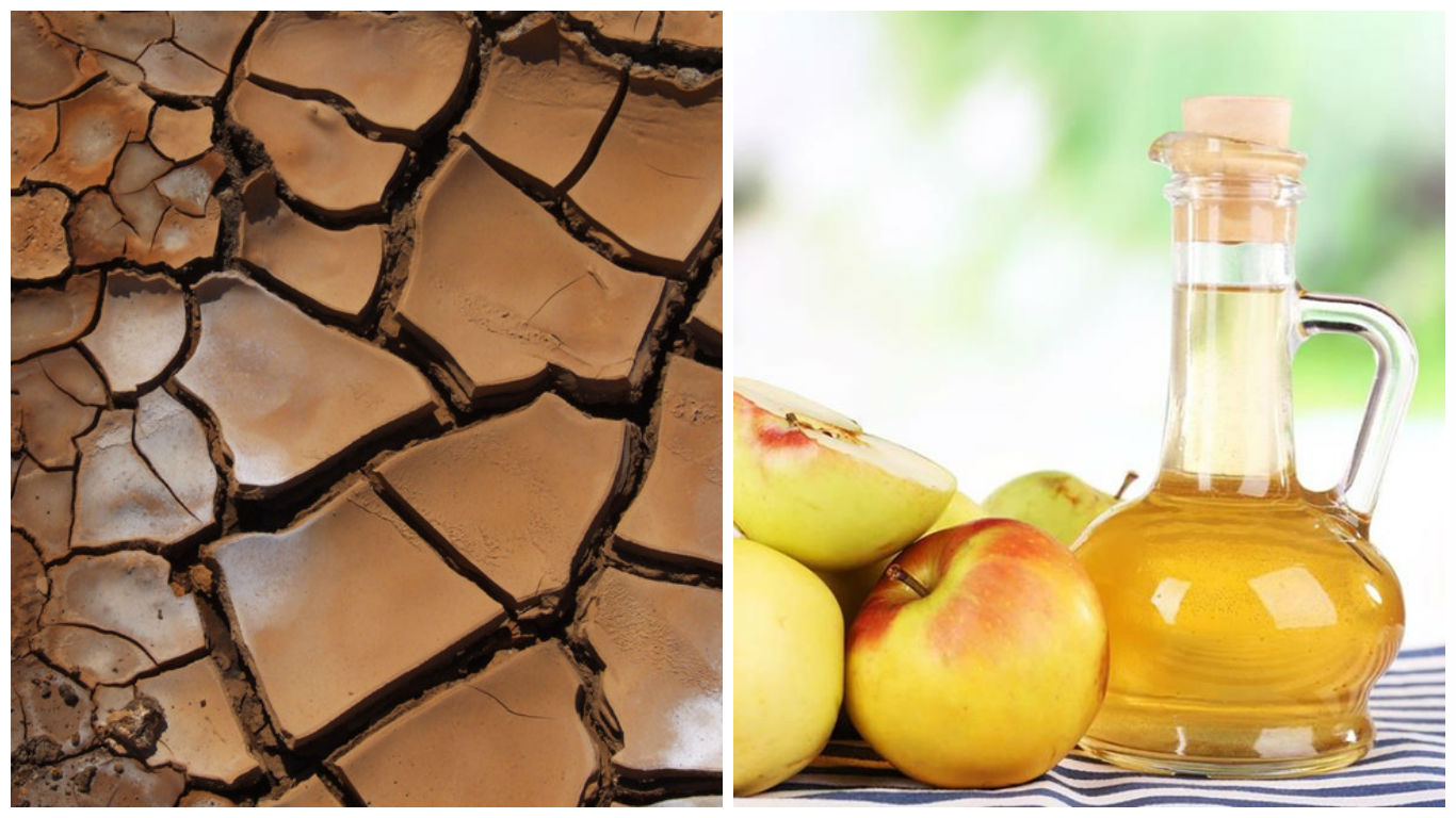 picadura de avispa remedios caseros picadura de avispa remedios caseros