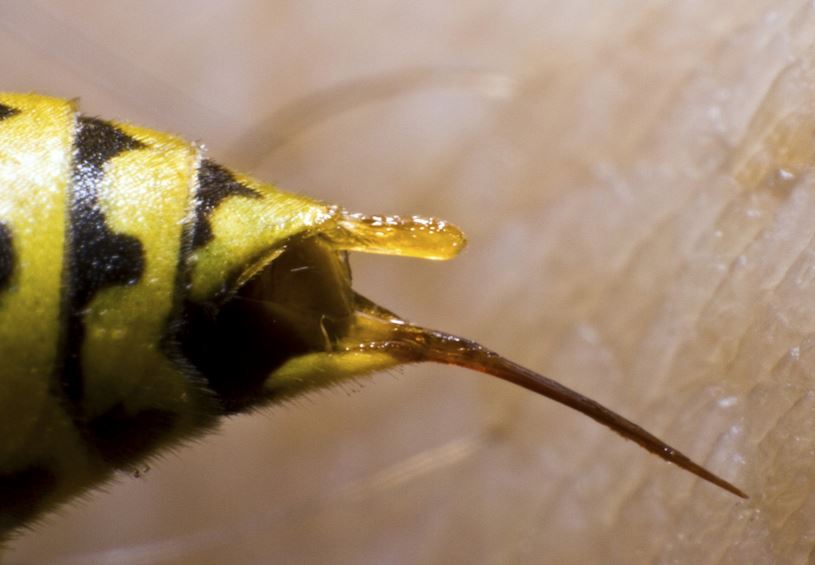 picaduras de abejas picaduras de abejas