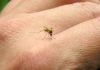 picadura mosquito tigre sintomas