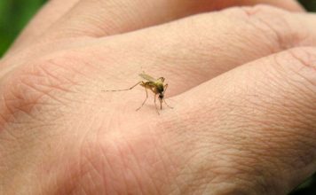 picadura mosquito tigre sintomas