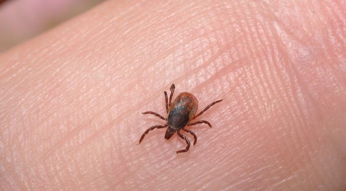 enfermedad de lyme garrapata