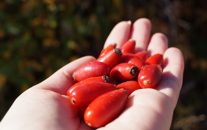 aceite rosa mosqueta para que sirve