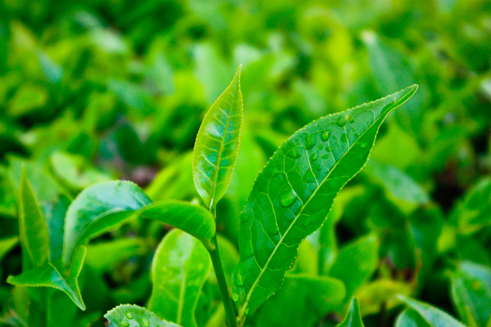aceite árbol de té