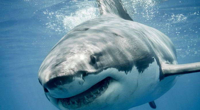 cartilago de tiburon contraindicaciones