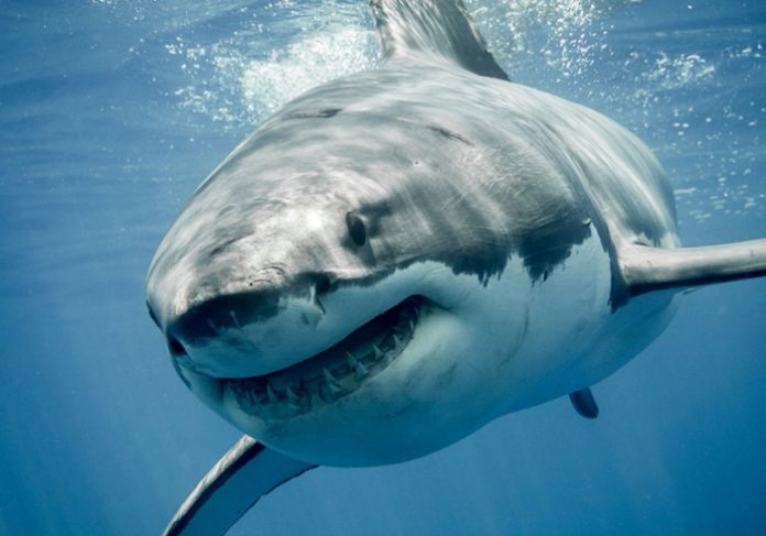 cartilago de tiburon contraindicaciones