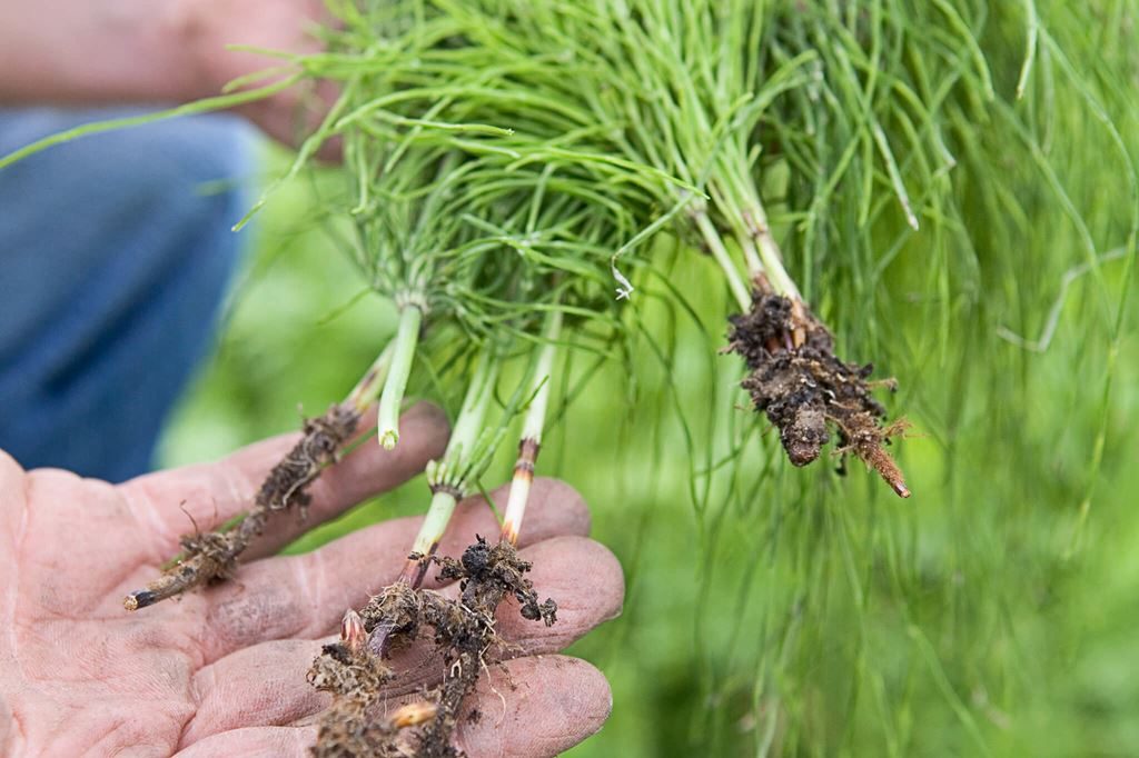 cola d caballo remedios