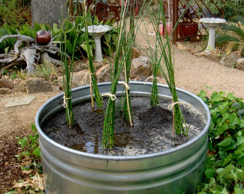 cola de caballo para que sirve