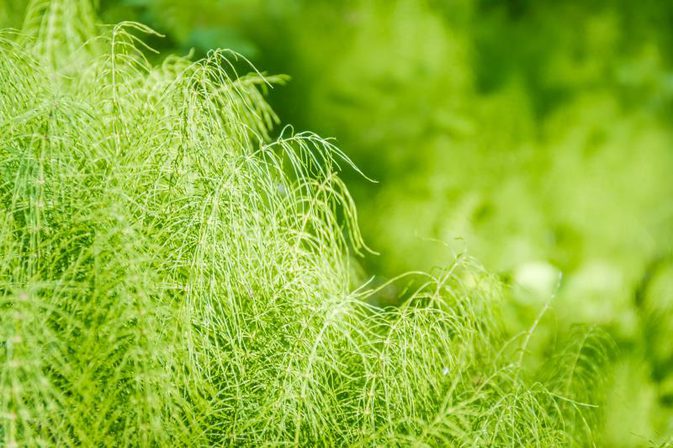 cola de caballo propiedades y contraindicaciones