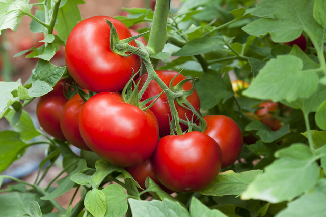 como se van las almorranas con tomate como se van las almorranas con tomate