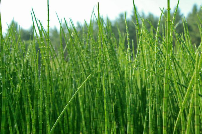 como utilizar la cola de caballo para las estrias