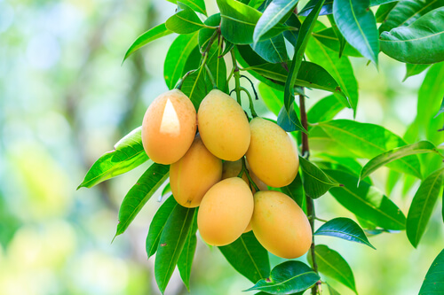 cómo es el arbol del mango africano