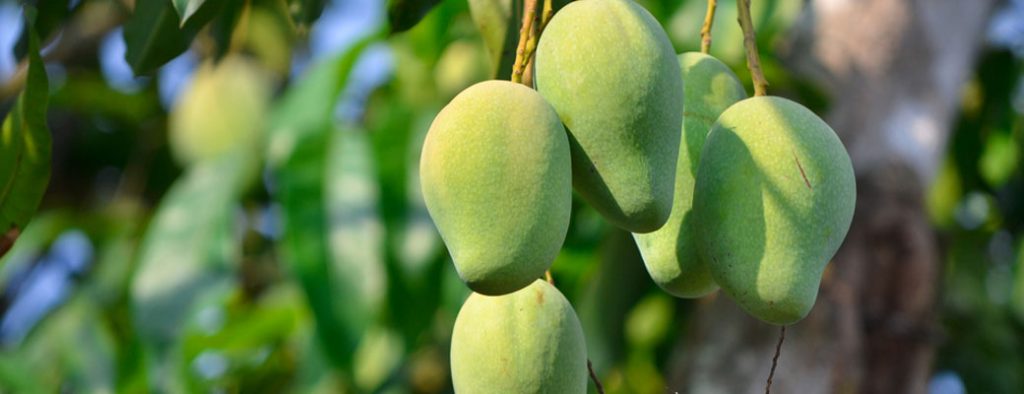 propiedades del mango africano para adelgazar