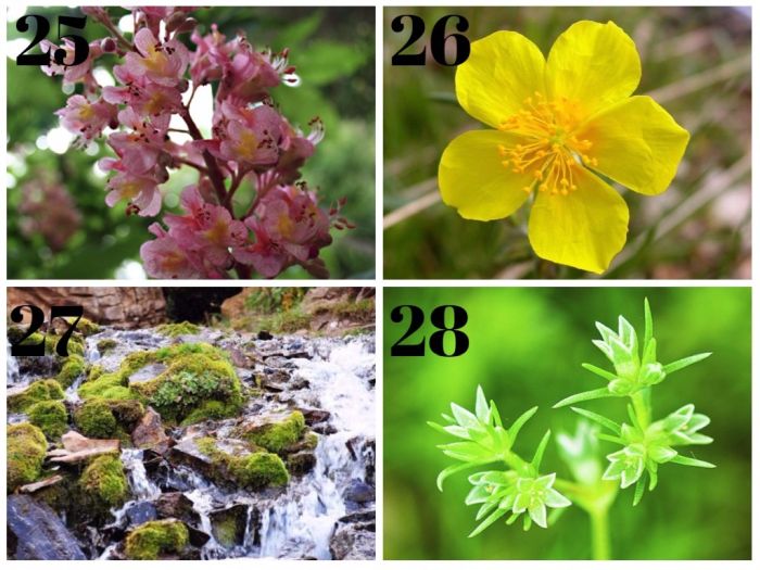 cuales son las flores de bach para adelgazar