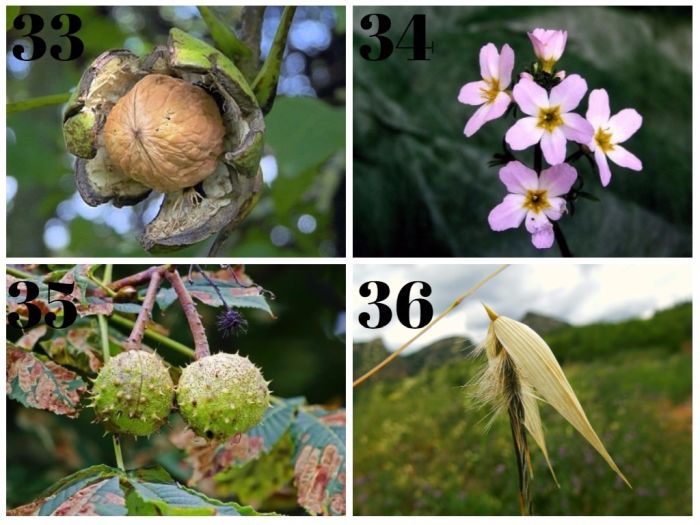 cuales son las mejores flores de bach
