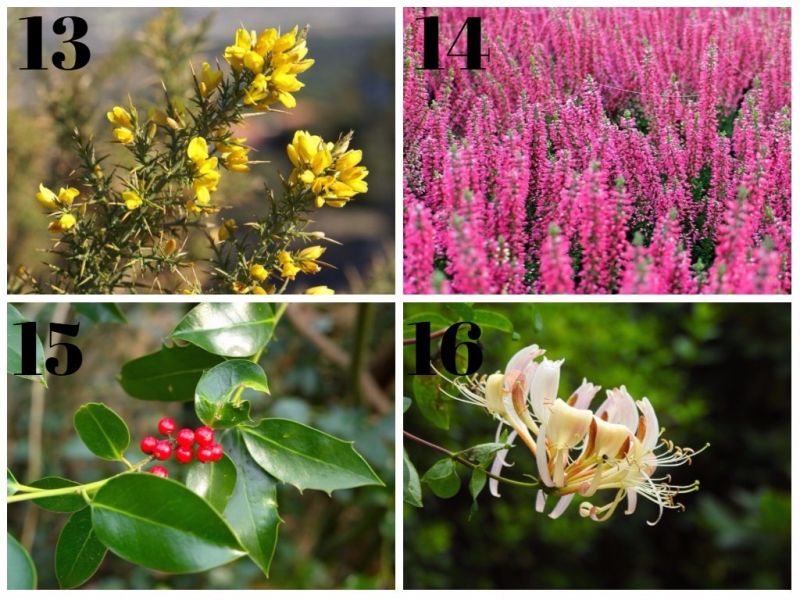 cuantas flores de bach hay