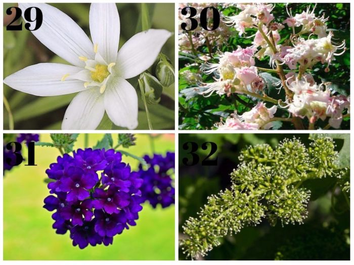 flores de bach lista con tipos