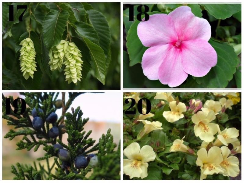 guia para flores de bach