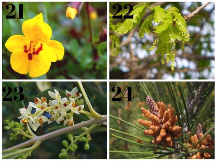 lista de flores de bach y sus aplicaciones