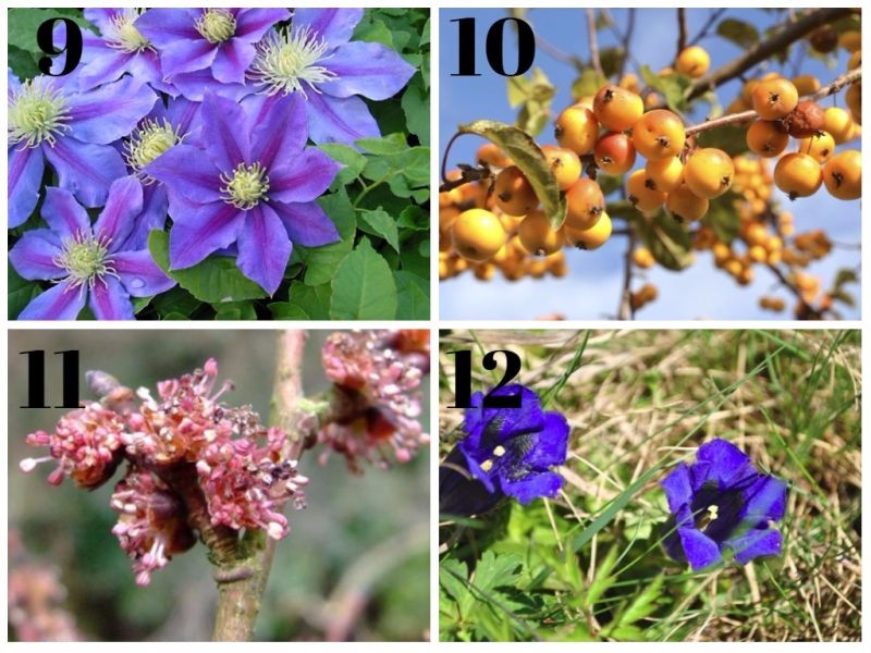 test para saber que flores de bach necesito