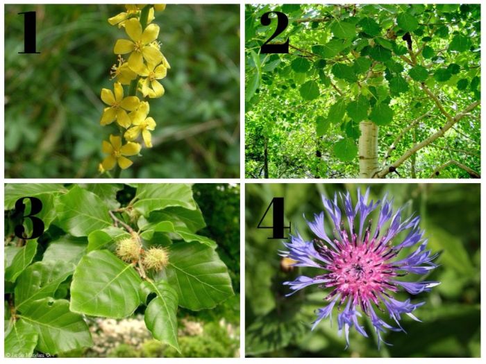 tipos flores de bach 