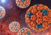 virus papiloma humano fotos imagenes