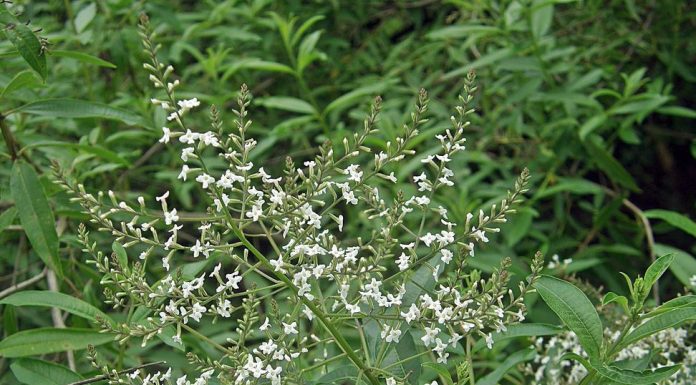 Propiedades y beneficios medicinales de la hierba luisa; ¡Jamás contados! aloysia citriodora propiedades