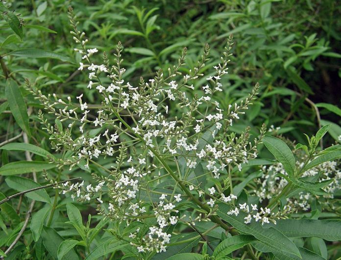aloysia citriodora propiedades