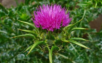 donde comprar silimarina