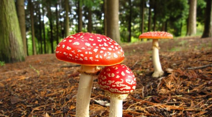 nombres de setas venenosas españa