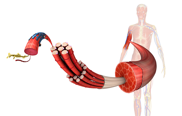 dolor debajo dela costilla izquierda y espalda
