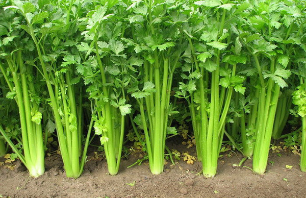 apio planta fotos imagenes