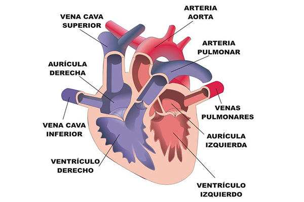 soplo cardiaco sintomas fotos imagenes