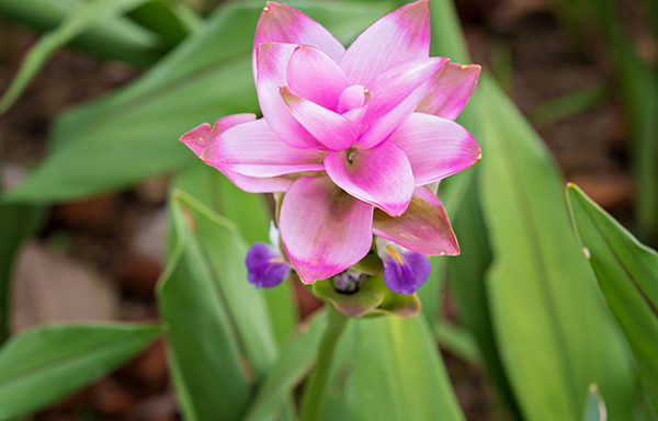 curcuma recetas medicinales