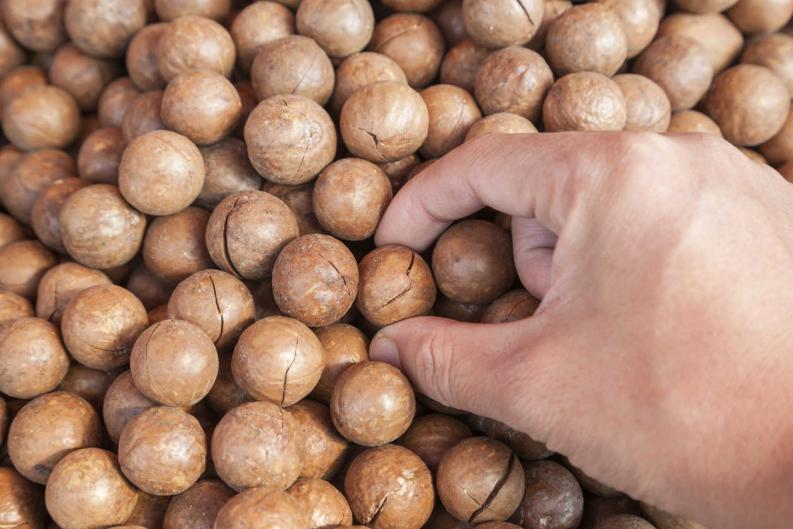 nueces macadamia crudas
