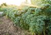 Propiedades del kale y sus beneficios que es el kale y como se prepara