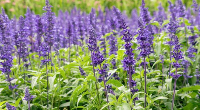 beneficios de la salvia para la salud