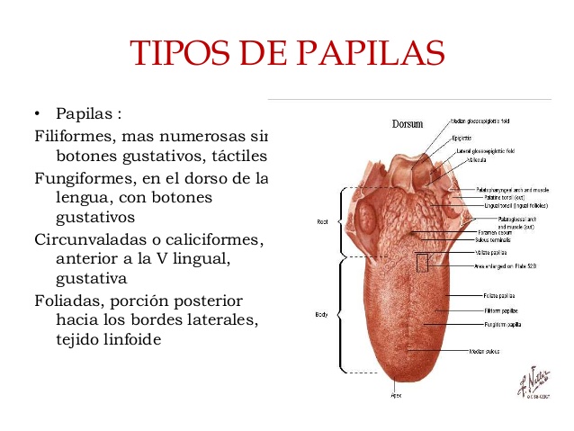 tipos de papilas gustativas imagenes fotos