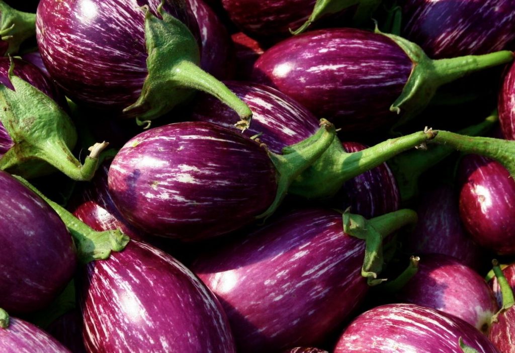 berenjena italiana imagen foto