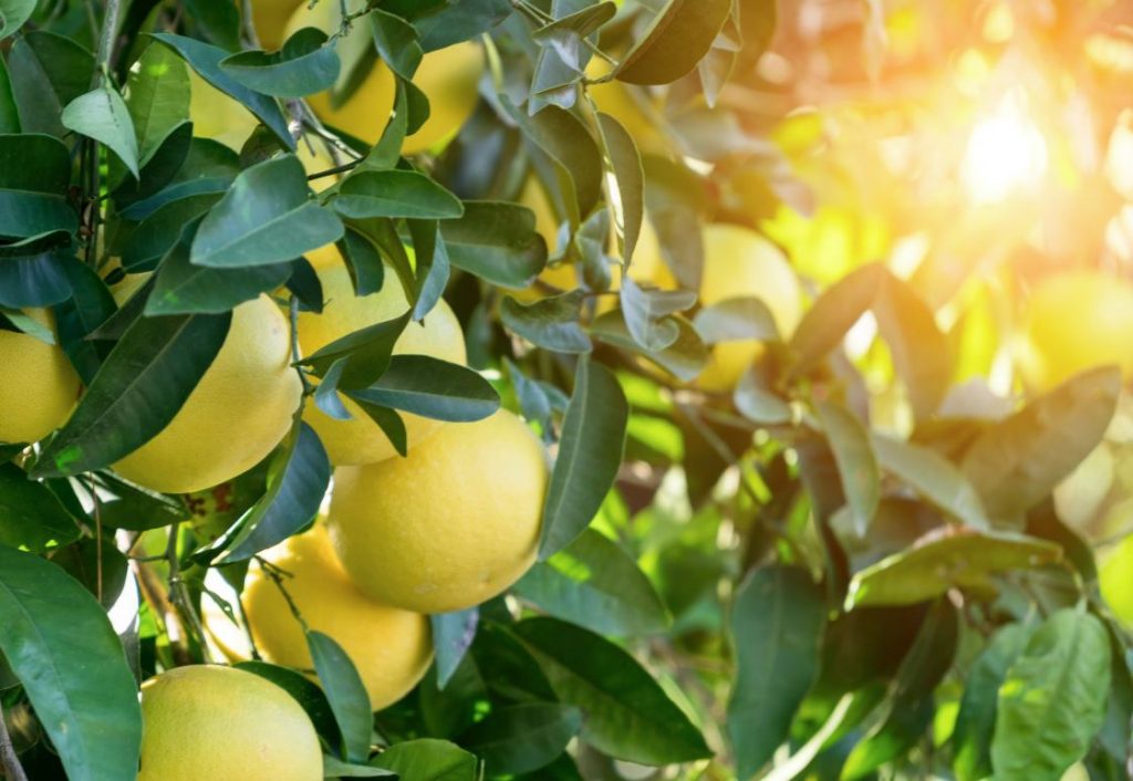 como es un arbol de pomelo