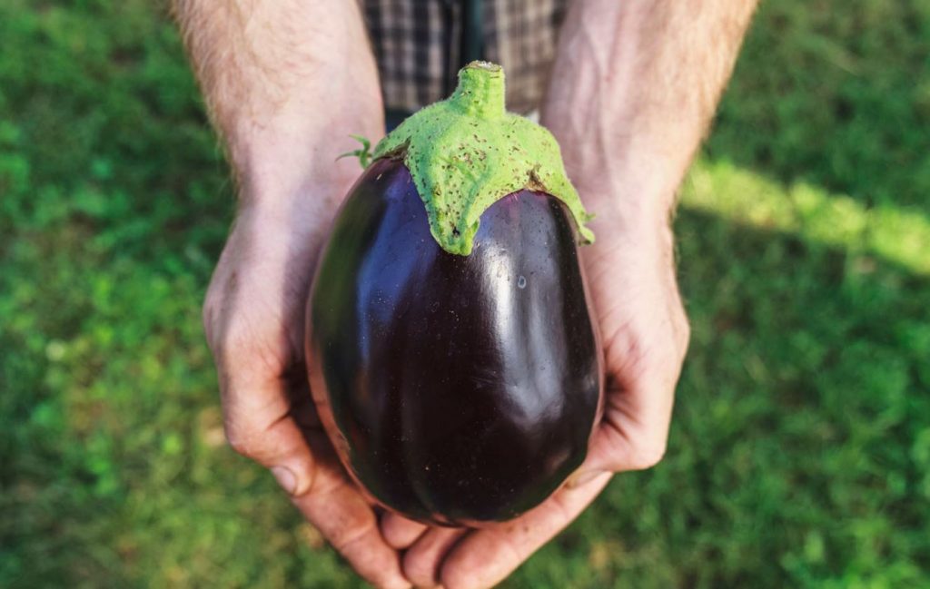 para que es buena la berenjena morada