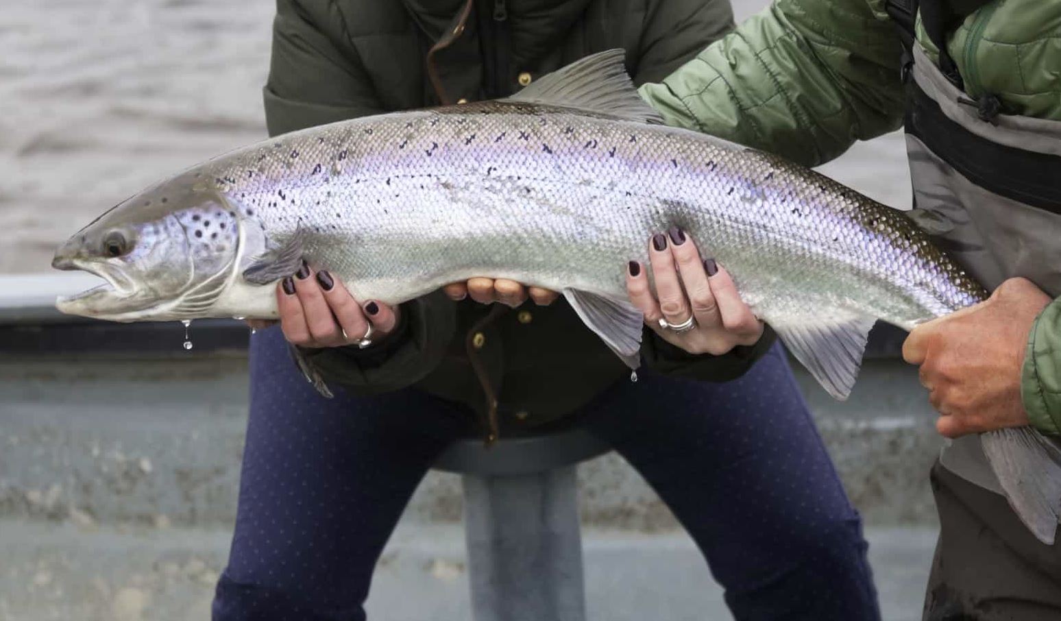 Propiedades del Salmón y Sus Beneficios ⇒ 【¡Guía!】 Propiedades del Salmón y Sus Beneficios ⇒ 【¡Guía!】