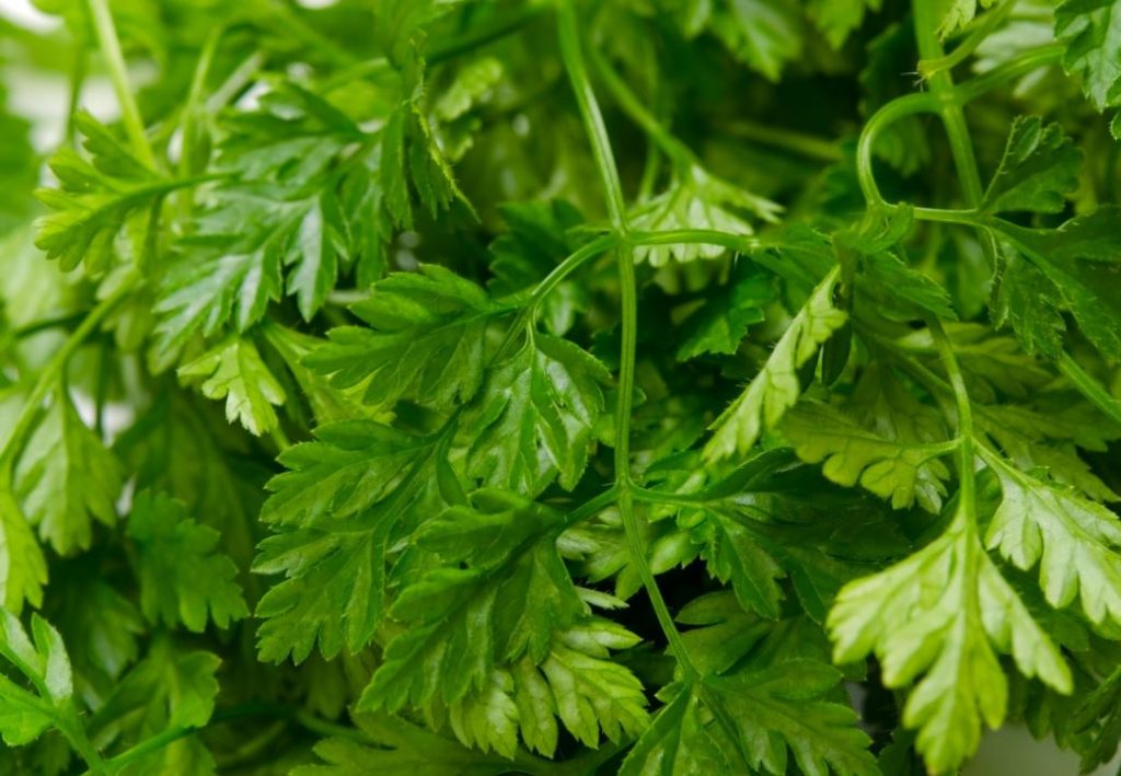 beneficios del perifollo para la salud