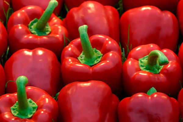 pimiento italiano picante pimiento italiano picante