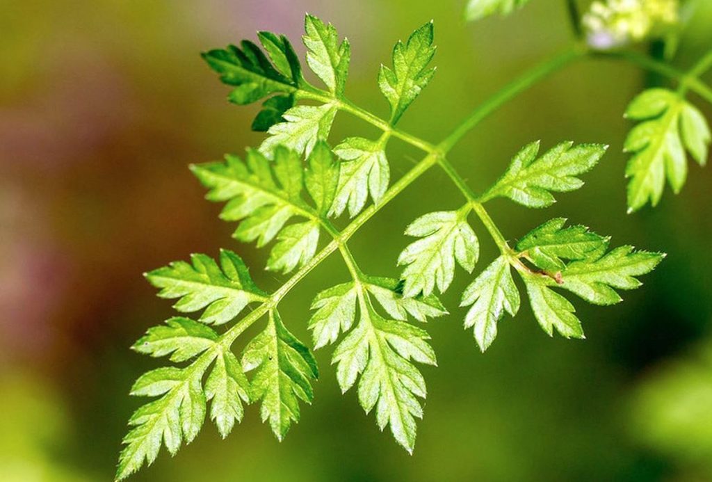 propiedades medicinales del perifollo