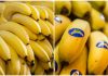 que diferencia hay entre banana y platano de canarias